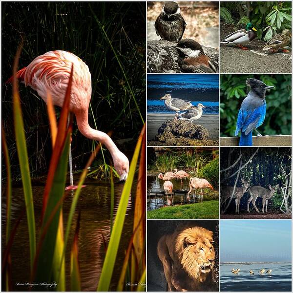 Wild life  1 - Art Print