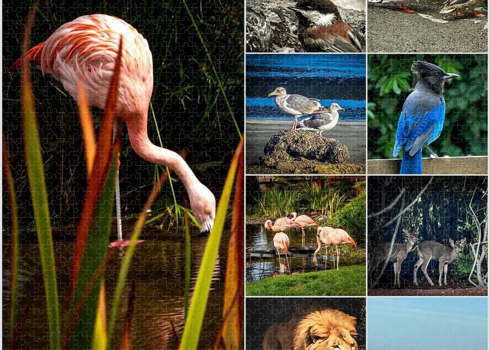 Wild life  1 - Puzzle