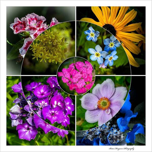Flowers  2 - Art Print