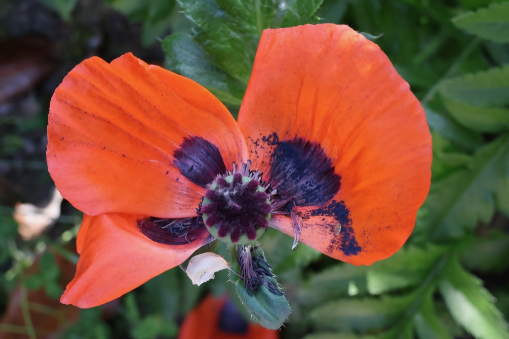 Vivid-Red-Poppy-Digital-Download-Preview