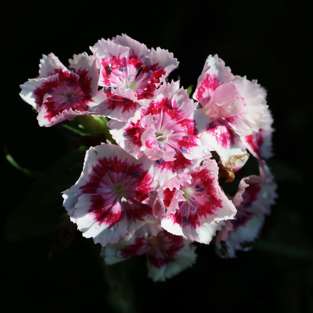 Pink-Dianthus-After-Rain-Digital-Download-Preview