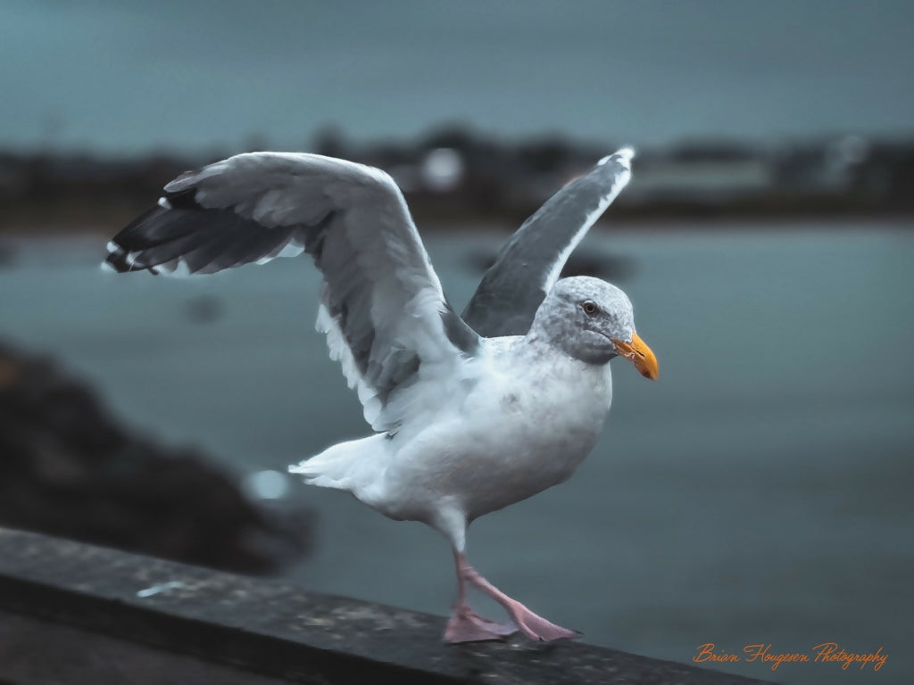 Seagull-Taking-Flight-Digital-Download-Preview
