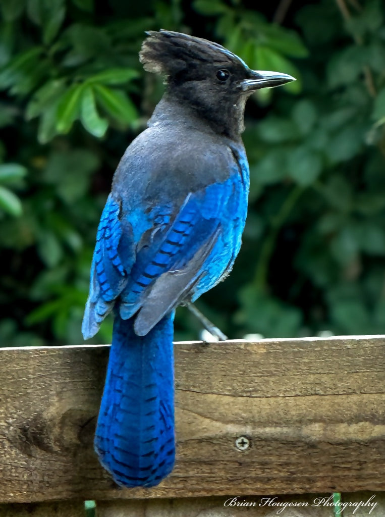 Stellers-Jay-Portrait-Digital-Download-Preview