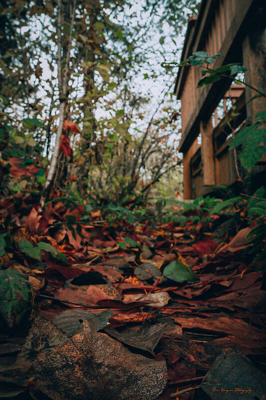 Autum leaves - Art Print