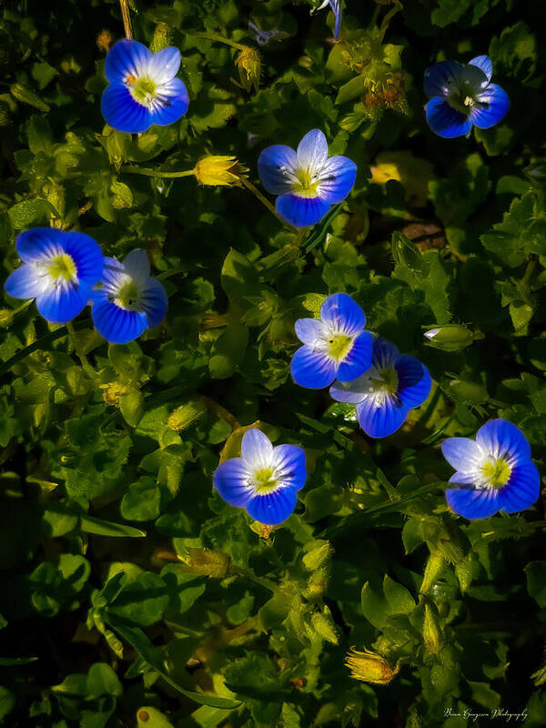 Booming blue - Art Print