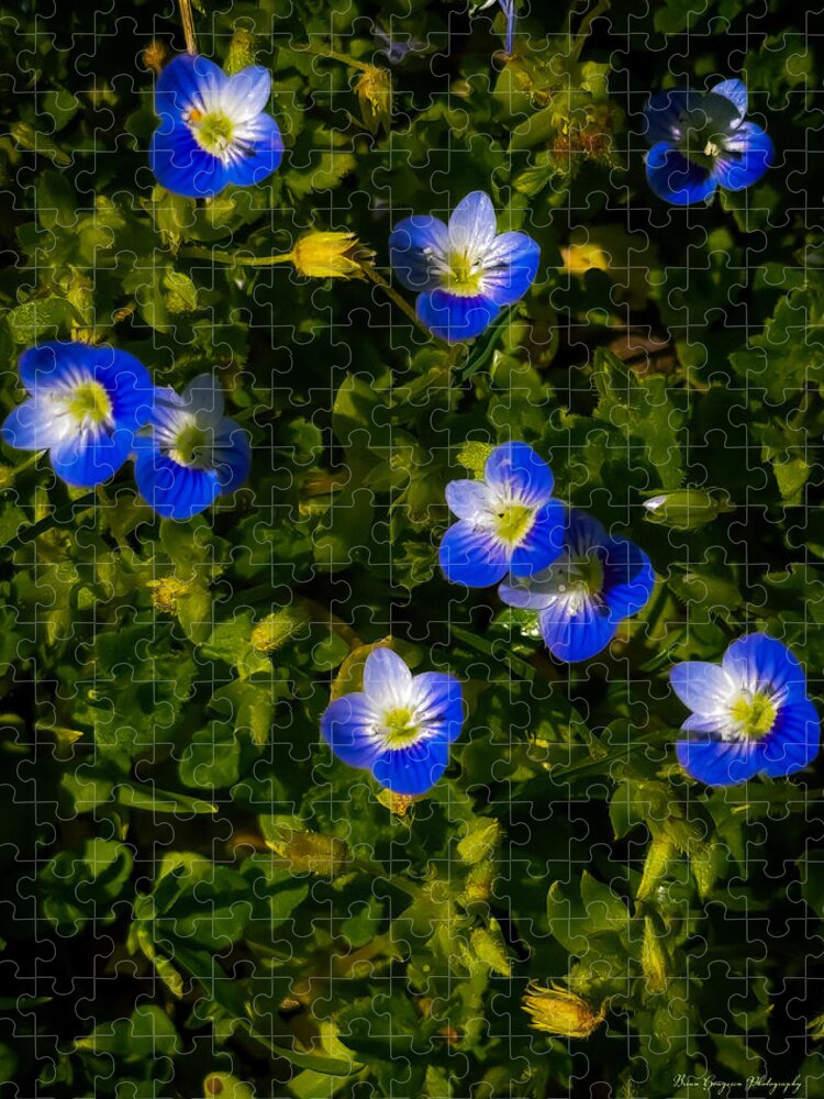 Booming blue - Puzzle