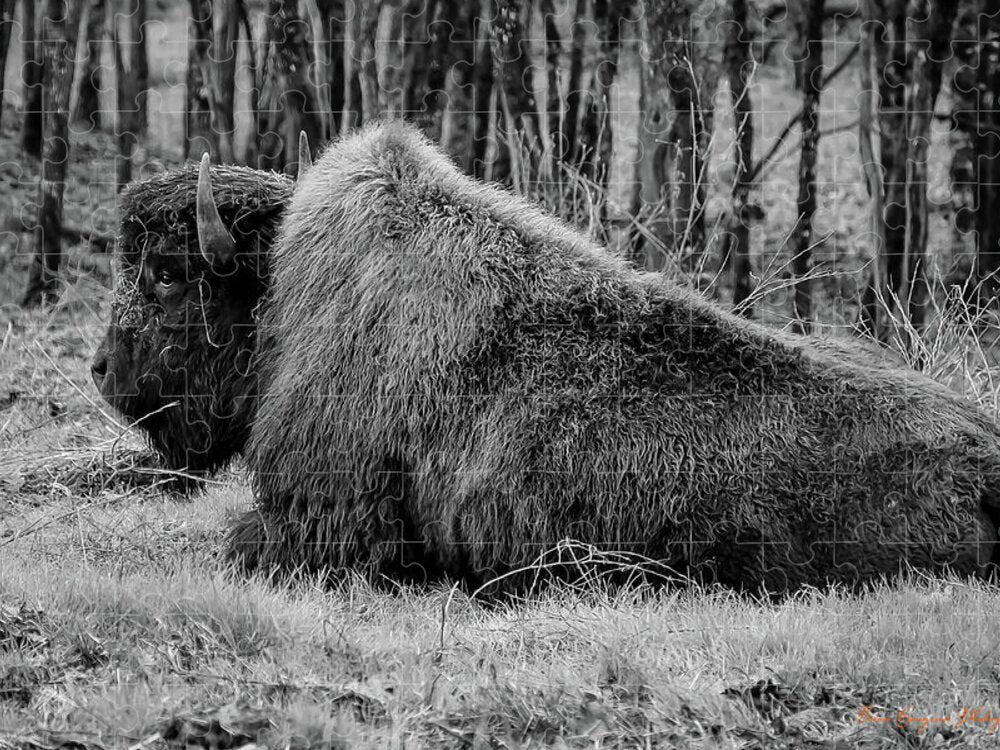 Buffalo black and white - Puzzle