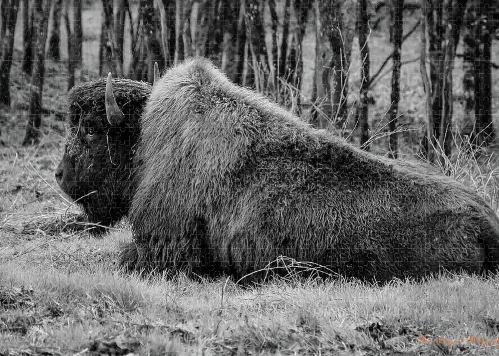 Buffalo black and white - Puzzle