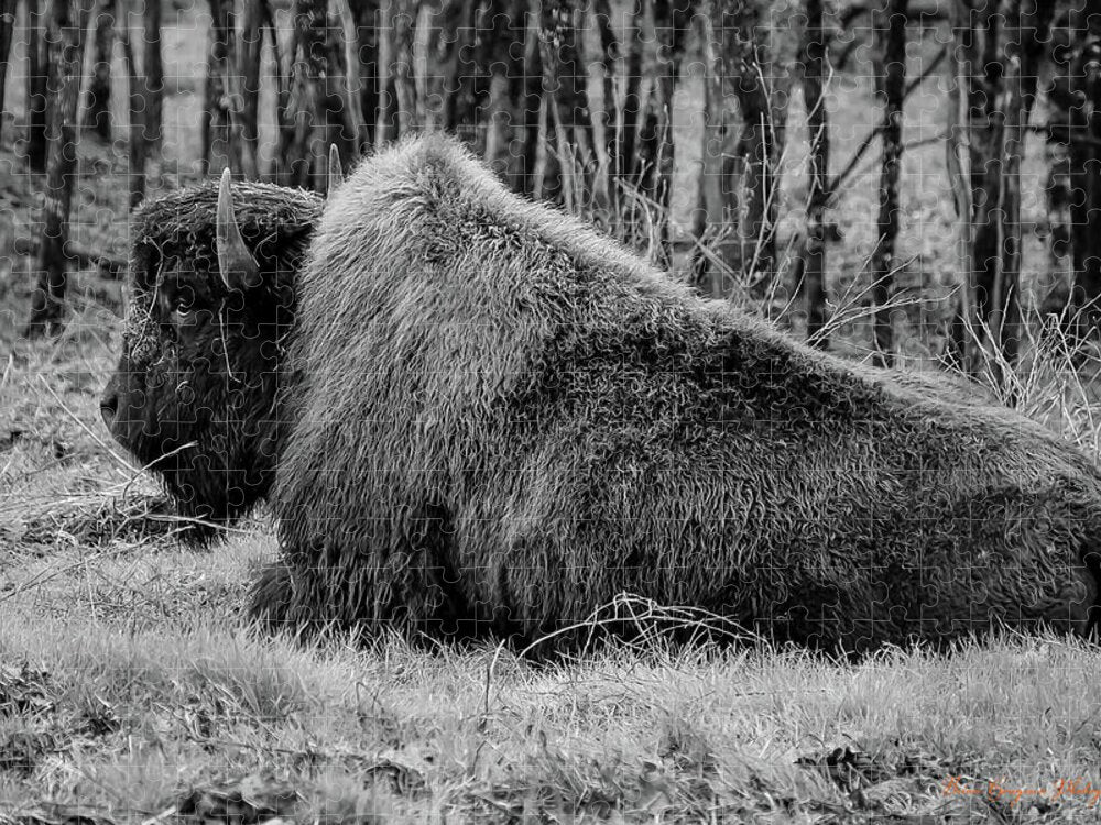 Buffalo black and white - Puzzle