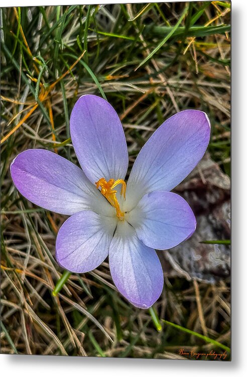 Daisy - Metal Print