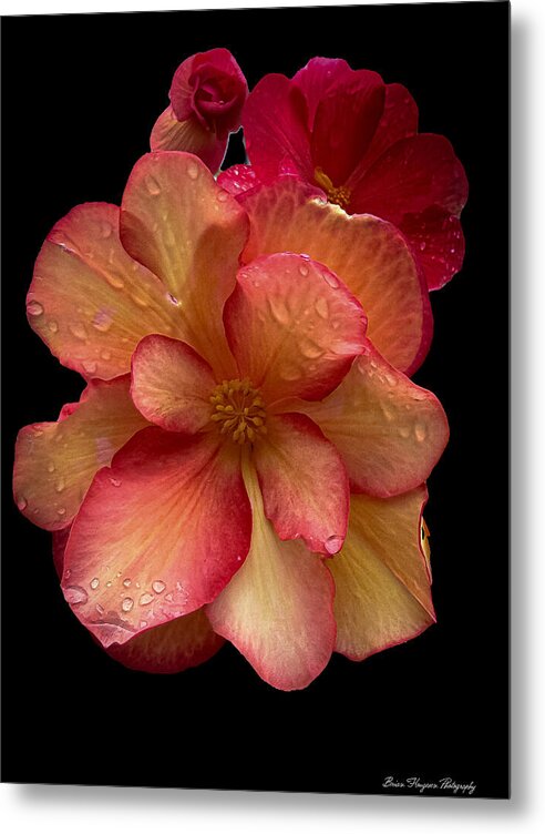 Dew-Kissed Blossoms on Black Background - Metal Print