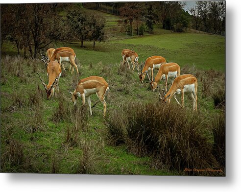 Elk - Metal Print