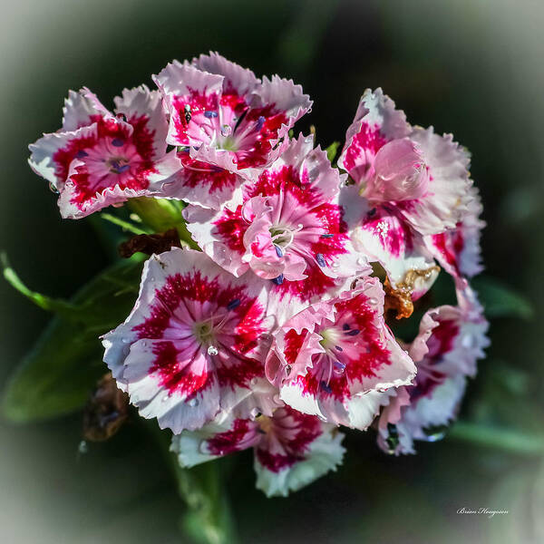 Flowers - Art Print