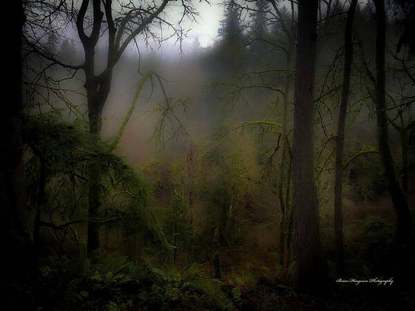 Fog - Art Print