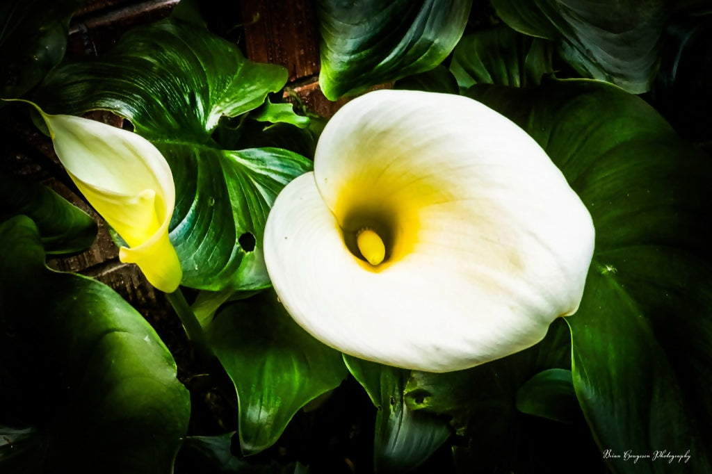 White-Calla-Lilies-Digital-Download-Preview