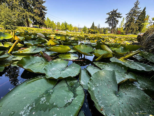 Lily pad - Art Print