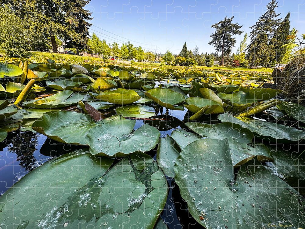 Lily pad - Puzzle