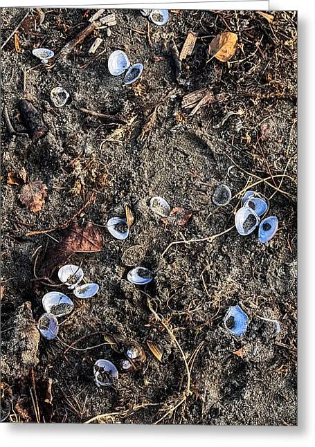 Seashells on the beach Greeting Card photography artwork by Brian Hougesen