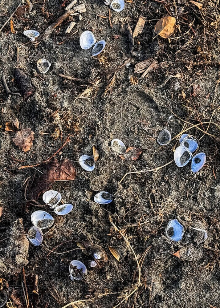Seashells on the beach - Puzzle
