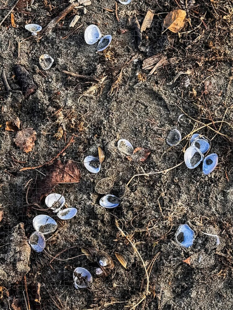 Seashells on the beach - Puzzle