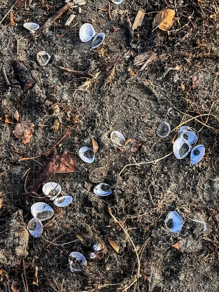 Seashells on the beach - Puzzle