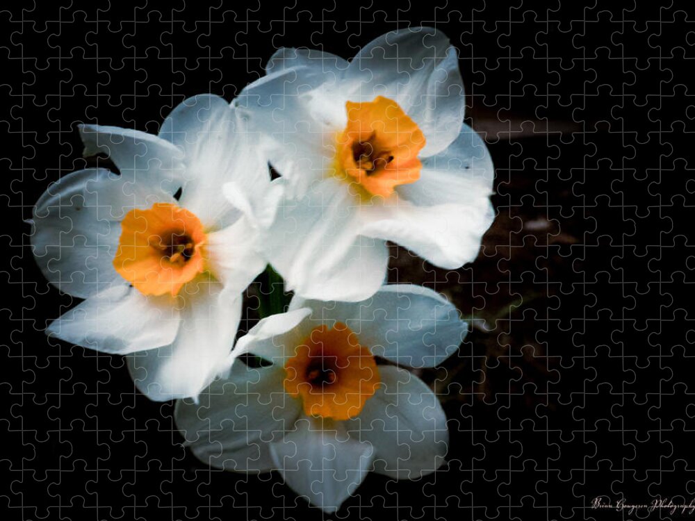 Three Daffodils in Bloom Puzzle photography artwork by Brian Hougesen