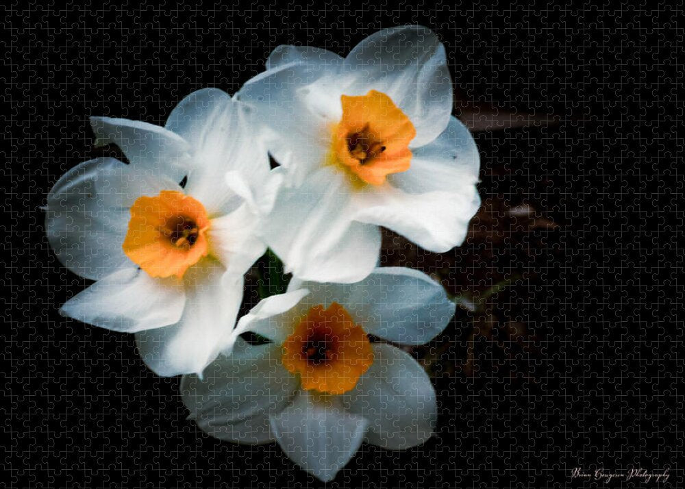 Three Daffodils in Bloom Puzzle photography artwork by Brian Hougesen