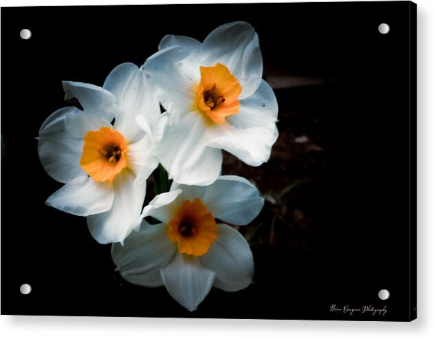 Three Daffodils in Bloom - Acrylic Print