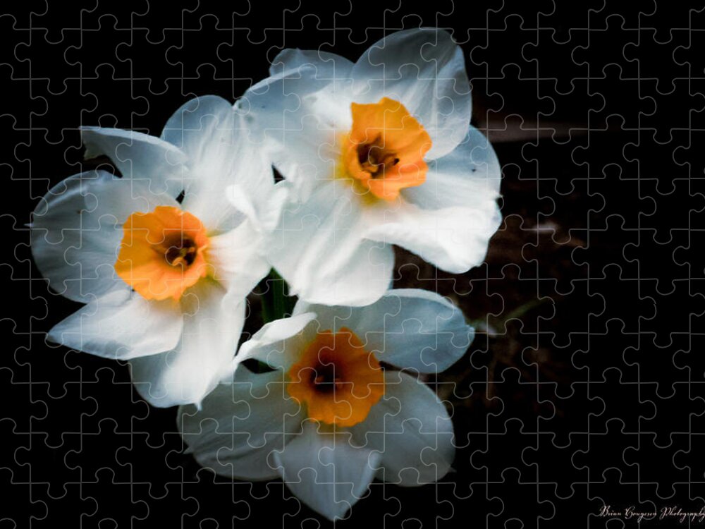 Three Daffodils in Bloom Puzzle photography artwork by Brian Hougesen