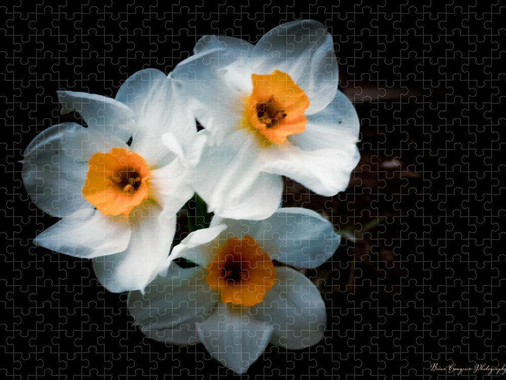Three Daffodils in Bloom Puzzle photography artwork by Brian Hougesen